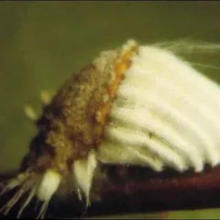 thumbnail for publication: Scale insects